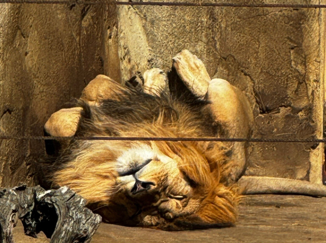 八木山动物公园-仙台市必去景点