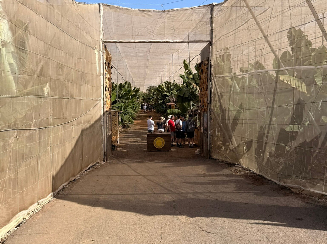 Finca Las Margaritas Banana Experience-拉斯加勒塔斯必去景点