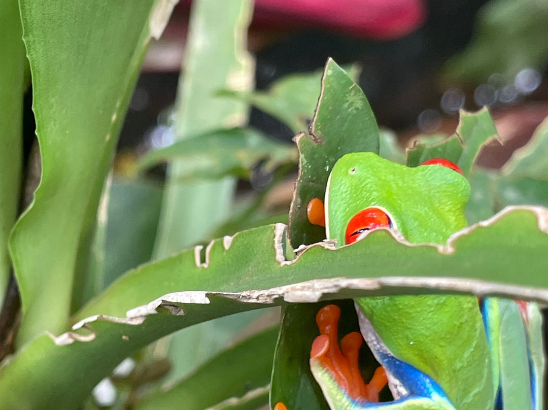 Shaman Tours-Playas del Coco必去景点