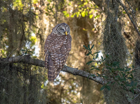 Circle B Bar Reserve-莱克兰必去景点