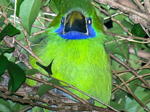 Monteverde Nature Tracks-蒙特沃德必去景点