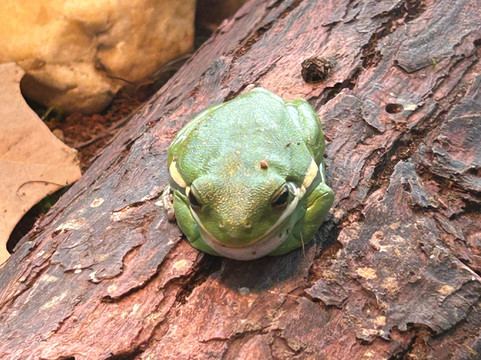 Witt Stephens Jr. Central Arkansas Nature Center-小石城必去景点