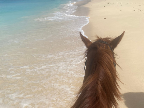 Sandy Turf Stables Barbados-Frere Pilgrim必去景点