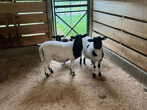 Hacienda Orosi-奥罗西必去景点