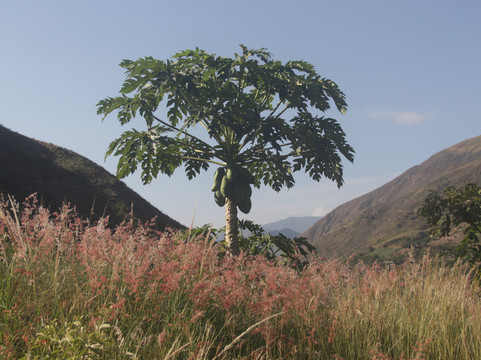 Canyon Trek-Los Santos必去景点