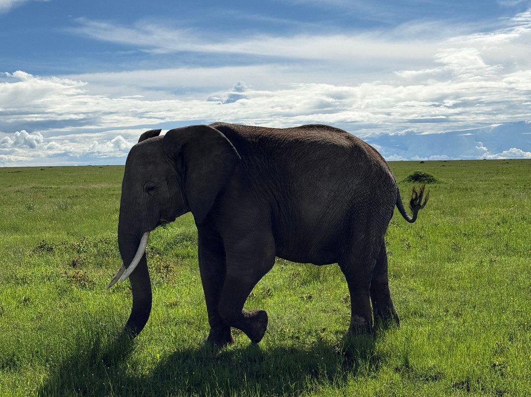 Utopia safaris-阿鲁沙必去景点