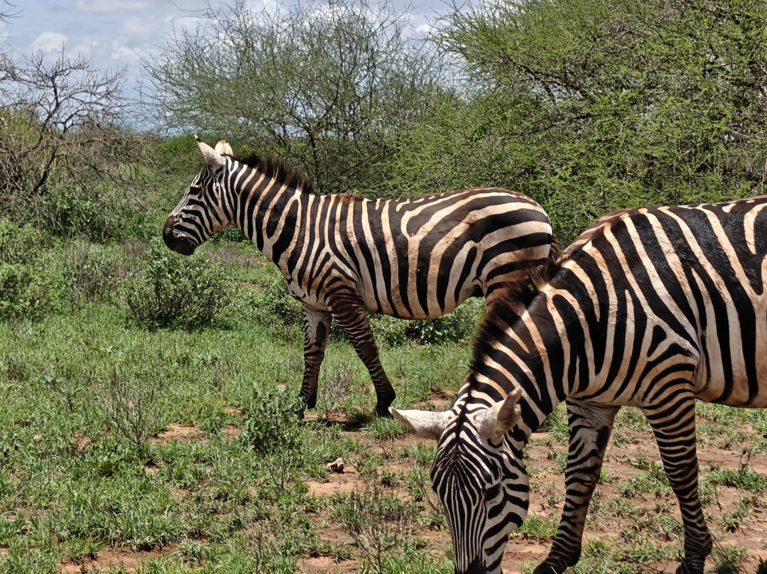 Maasai Safari & Cultural Tours-Kimana必去景点