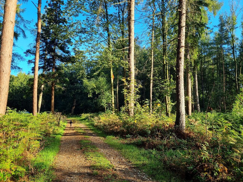 Northwood Trail Fairy Sanctuary-约克必去景点