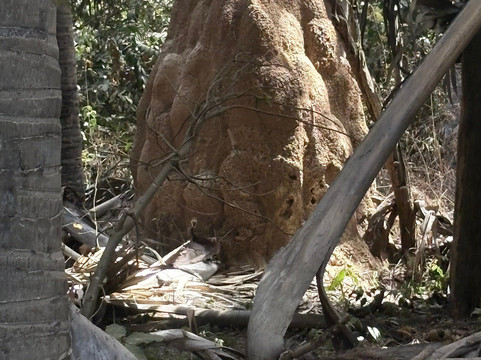 Monkey Park Senegambia-塞瑞库达必去景点