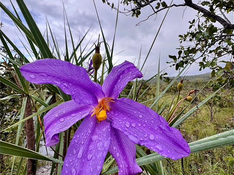 Cachoeiras dos Dragões (Dragons' Waterfalls)-Pirenopolis必去景点