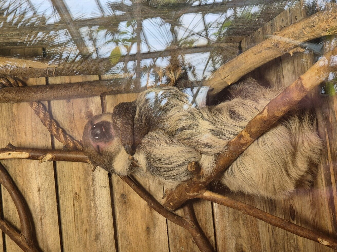 Lincoln Zoo-Newball必去景点