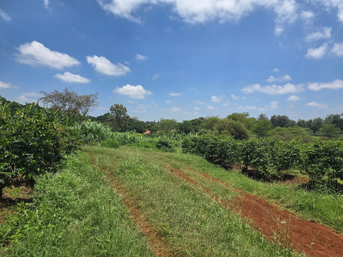 Fairview Coffee Estate-内罗毕必去景点