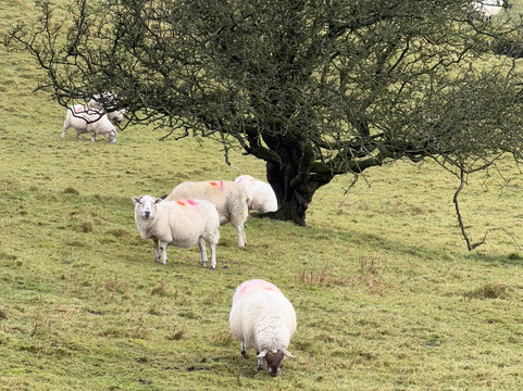 Drumkeeragh Forest-Castlewellan必去景点
