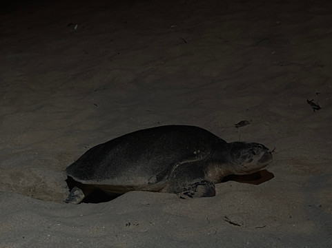 Nature Paradise Travels-科伦坡必去景点