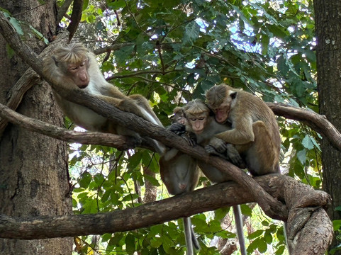 Shawmi Tours-Mawanella必去景点