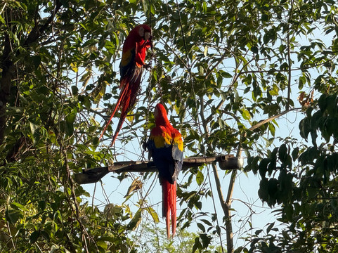 Macaw Recovery Network-Punta Islita必去景点
