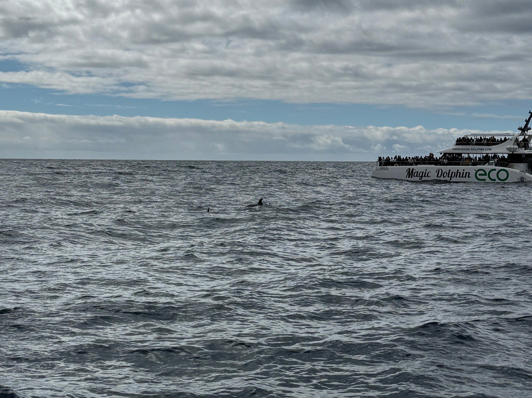 Vip Dolphins-沙尔必去景点