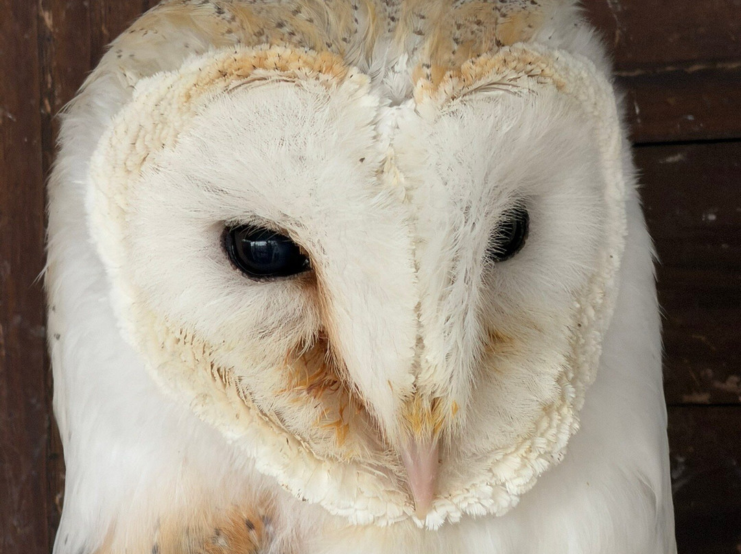 Arca dei Camaleonti-Civitella San Paolo必去景点