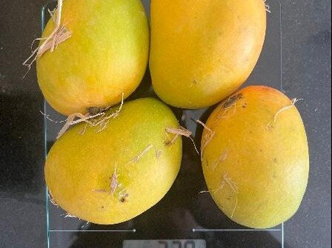 Salem Mango-Salem必去景点