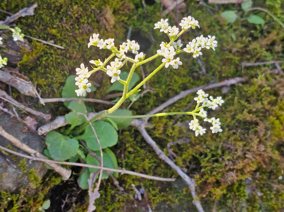 Monte Sano State Park-亨茨维尔必去景点