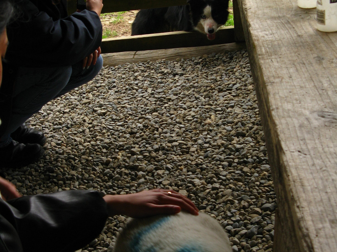 Irish Working Sheepdogs-基尔代尔郡必去景点
