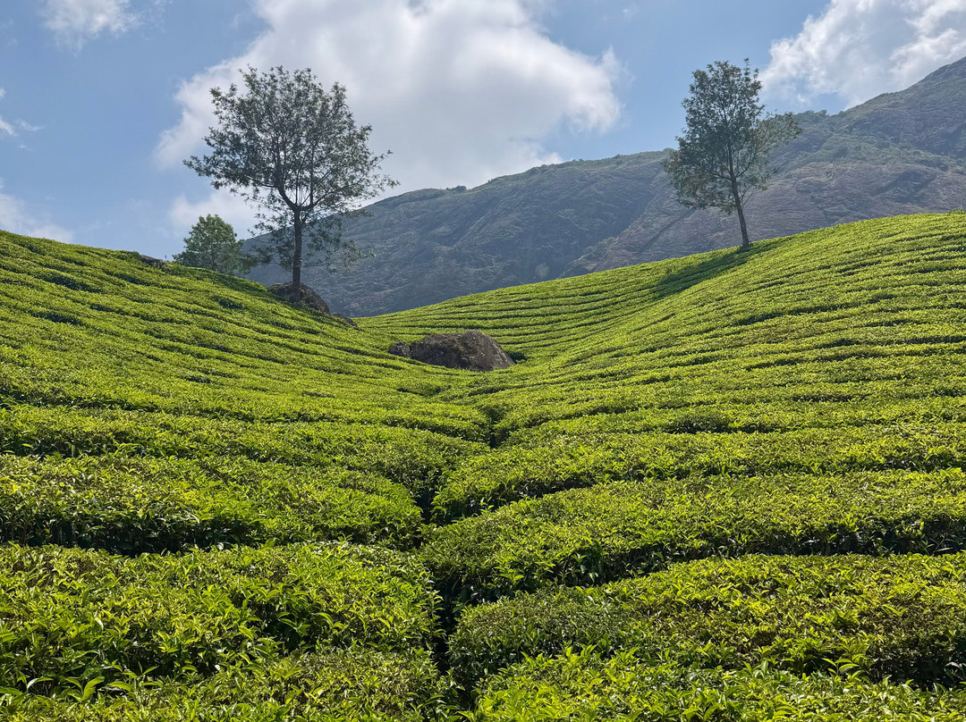 Kochi Taxi 24X7-柯钦必去景点