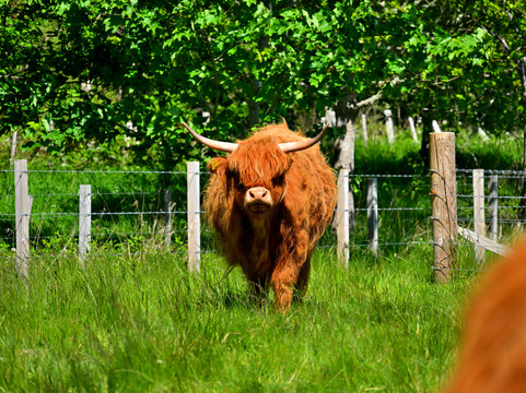 Caledonian Canal-因弗内斯必去景点