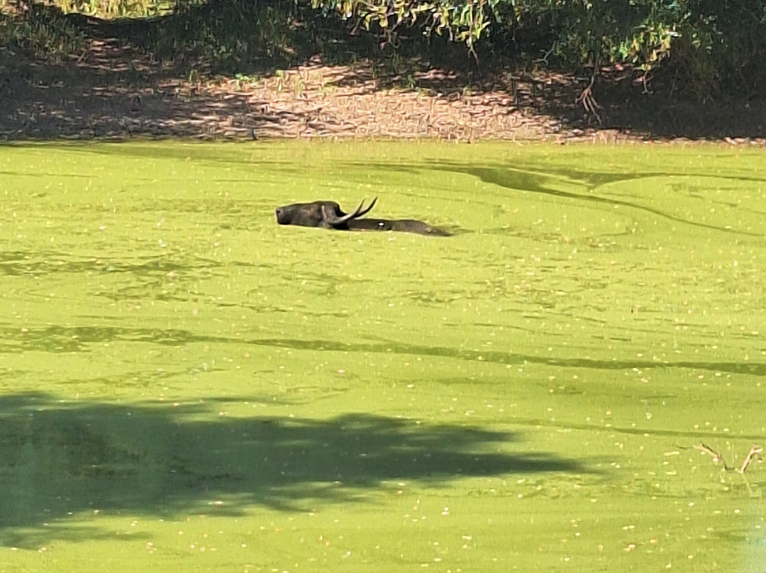 Chathu Lanka Tours-康提必去景点
