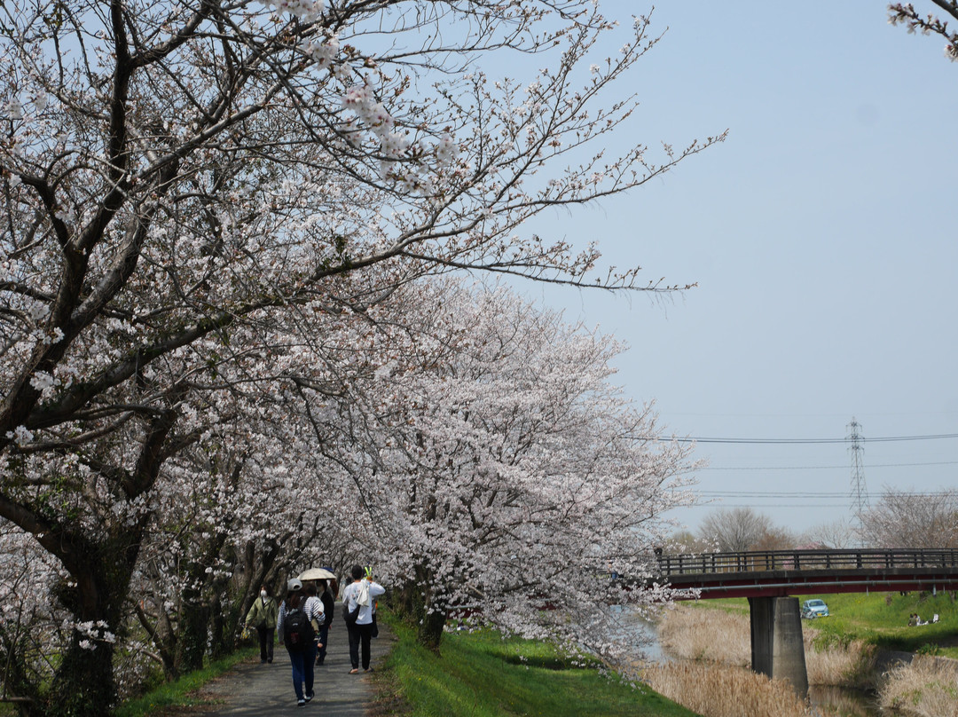 Sakura Trees along Nagare River-浮羽市必去景点