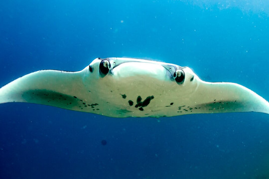 Scuba Journey-乌库拉斯必去景点