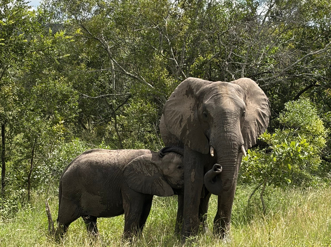 Southern Kruger Safaris-玛洛斯帕克必去景点