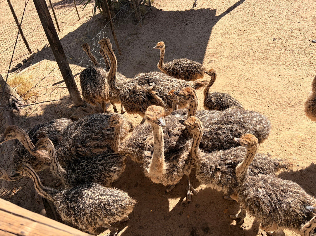 Cape Town Ostrich Ranch-开普敦中心区必去景点