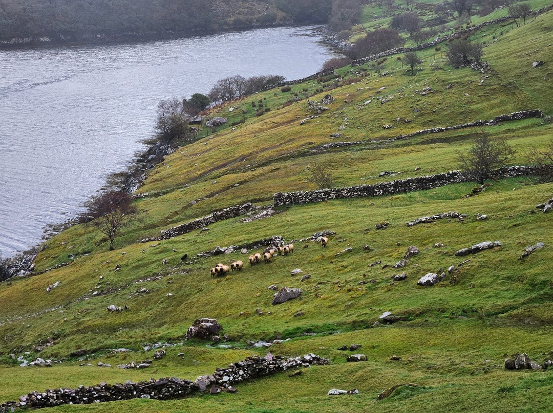 Killary Sheep Farm-Leenane必去景点
