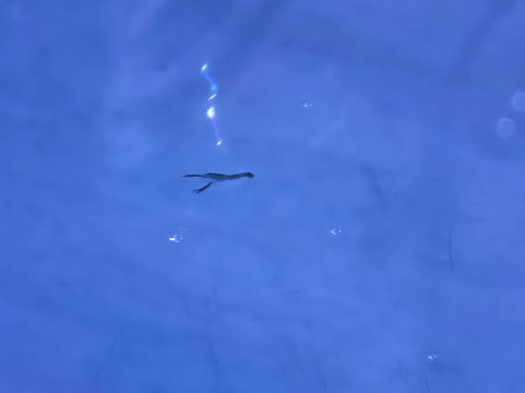 Marine Discovery Centre & Whitby Lobster Hatchery-惠特比必去景点