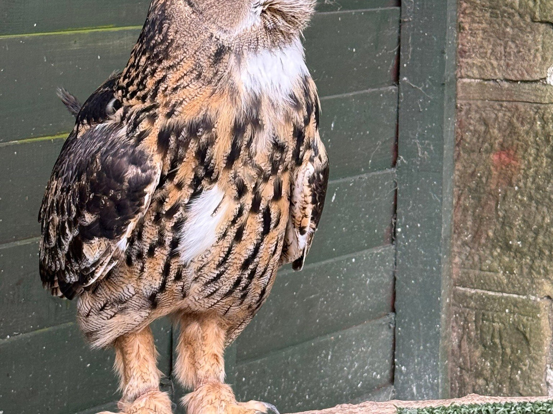 Falconry Days-赫克瑟姆必去景点