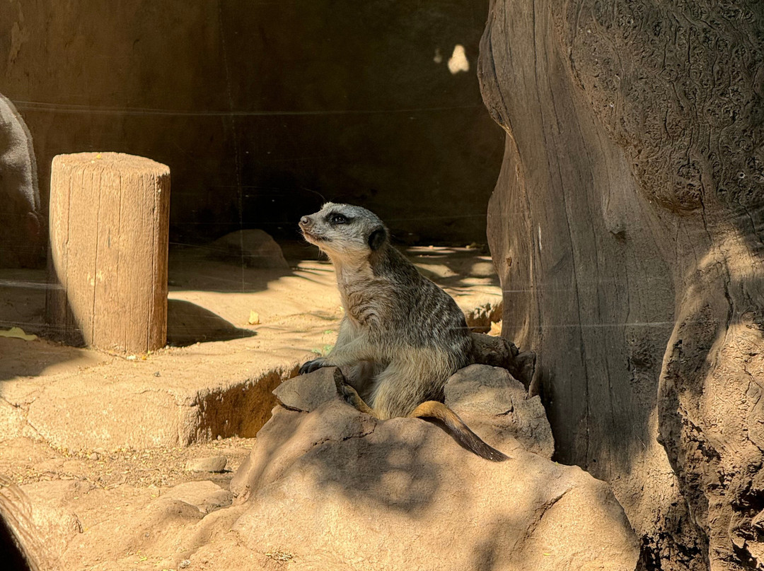 Zoológico Nacional de Chile-圣地亚哥必去景点