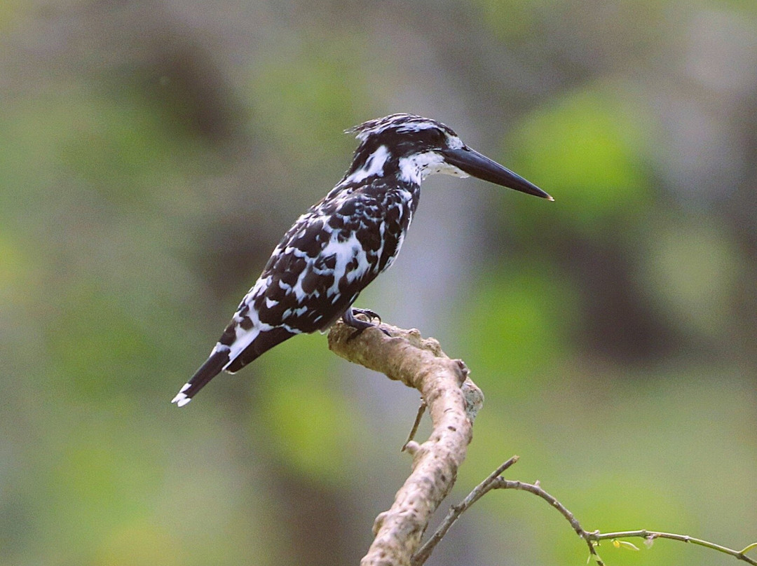 Eddy's Expeditions-加勒必去景点