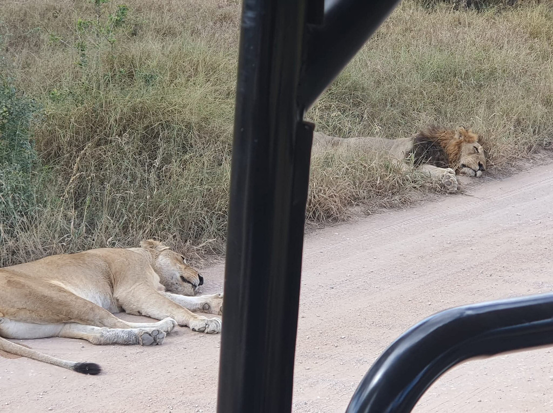 Game drives at Phalaborwa Gate in Kruger National Park-克鲁格国家公园必去景点