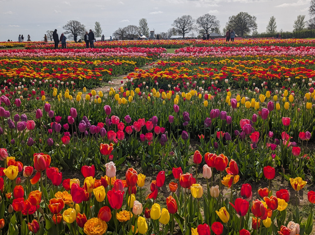 Tulleys Tulip Garden - Warwickshire-沃里克必去景点