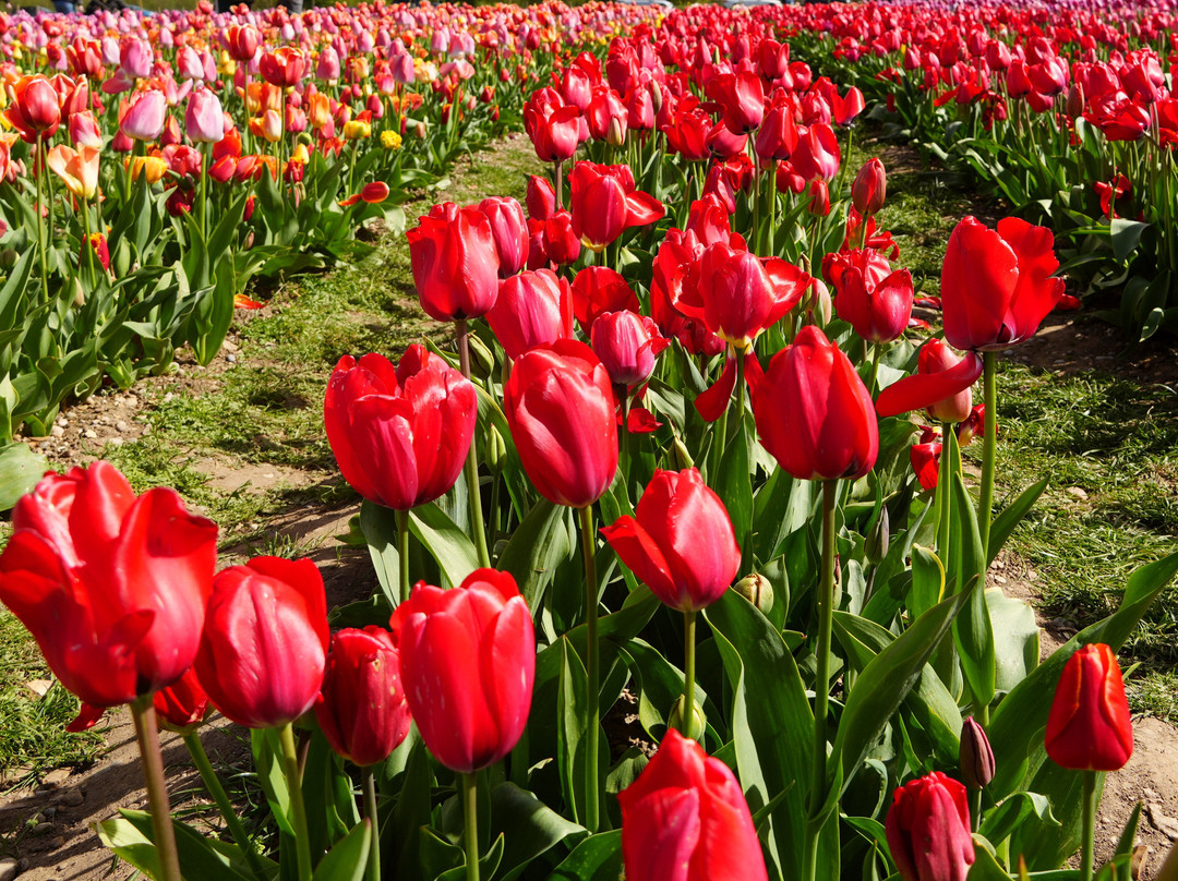 Tulleys Tulip Fields - Hertfordshire-圣奥尔本斯必去景点