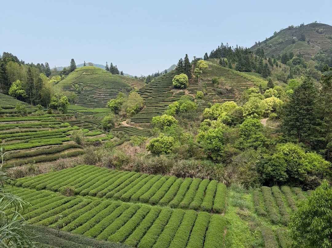 Ultimate Guide to Wuyishan-武夷山市必去景点