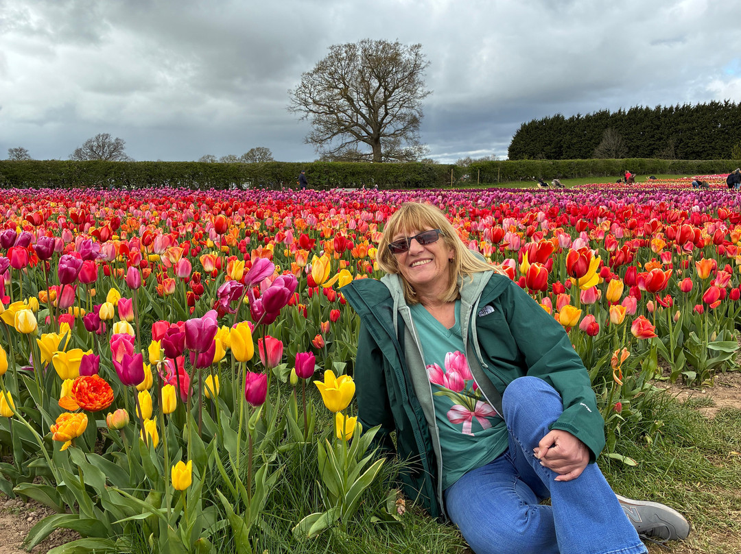 Tulleys Tulip Garden - Warwickshire-沃里克必去景点
