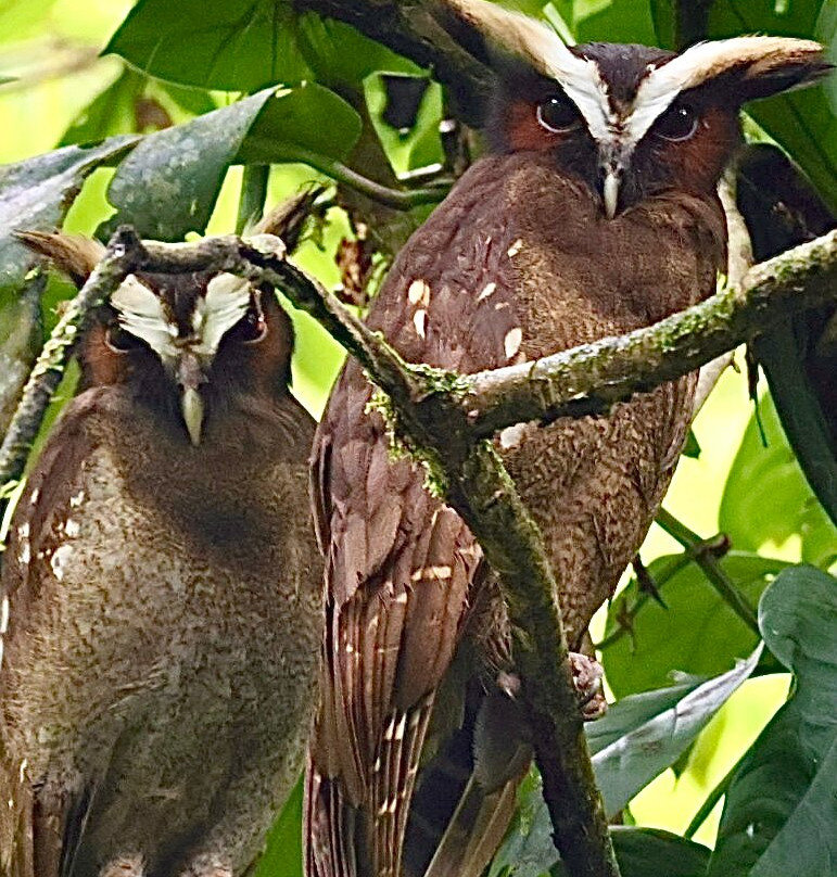 Costa Rica Focus-圣何塞必去景点