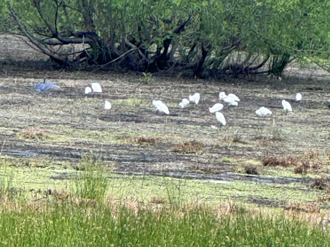 Harris Neck National Wildlife Refuge-萨凡纳必去景点