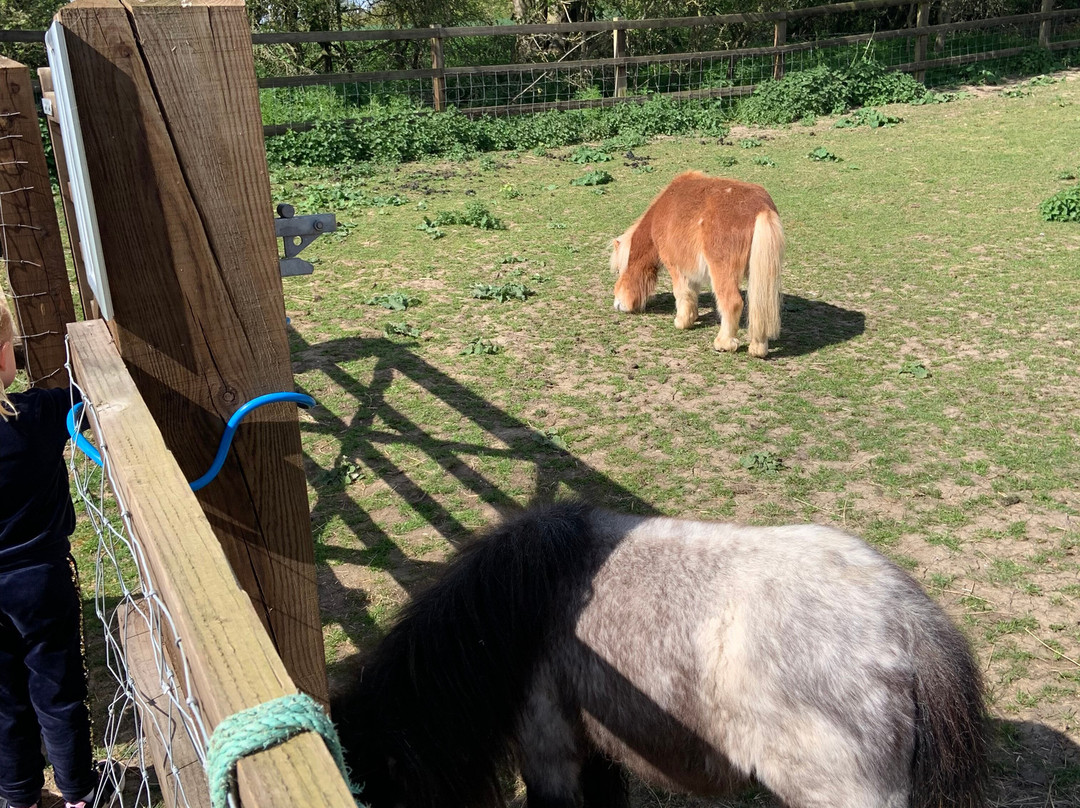 Stantons Farm - Petting Farm-Black Notley必去景点