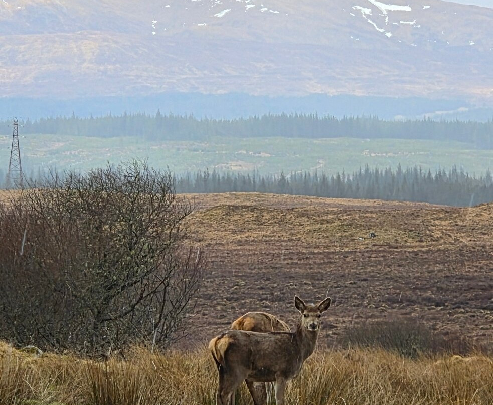 Moor of Rannoch Restaurant & Rooms主图