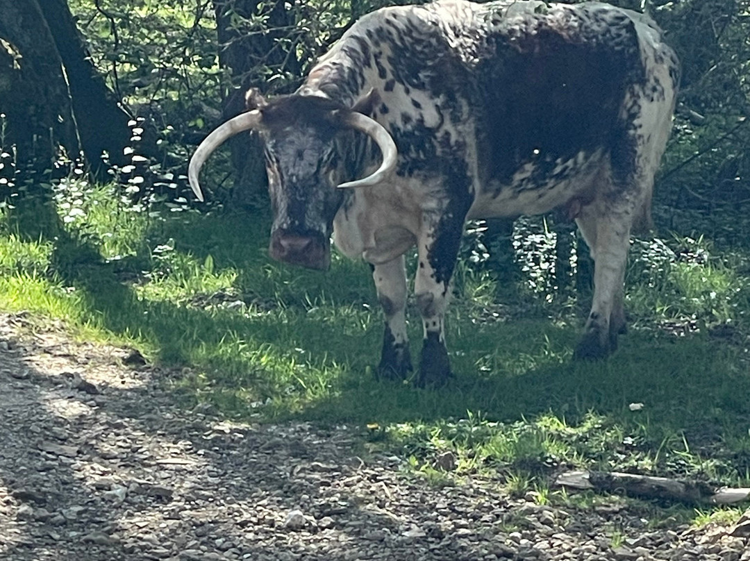 Knepp Wildland Safaris-霍舍姆必去景点