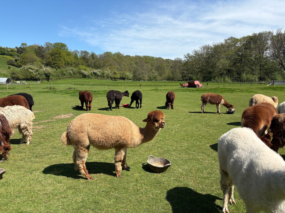 Bell Farm Alpacas-Pensford必去景点