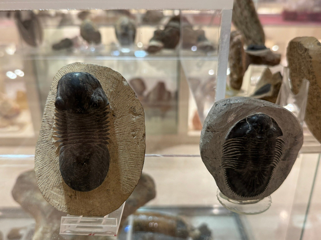 Museum of Mineralogy and Paleontology Stamatiadis-Ialysos必去景点