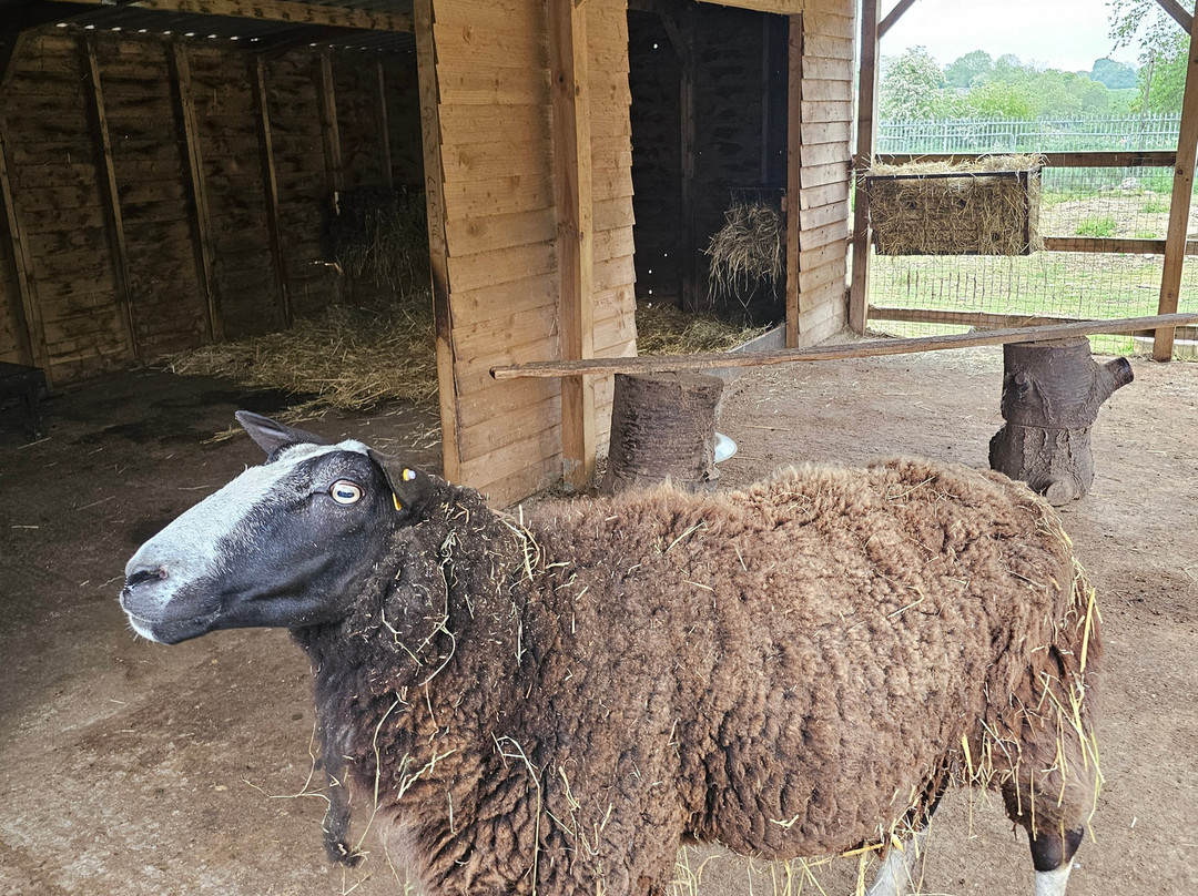 Woodside Animal Farm and Leisure Park-卢顿必去景点